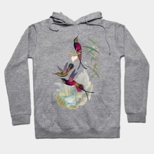 Hummingbirds Hoodie